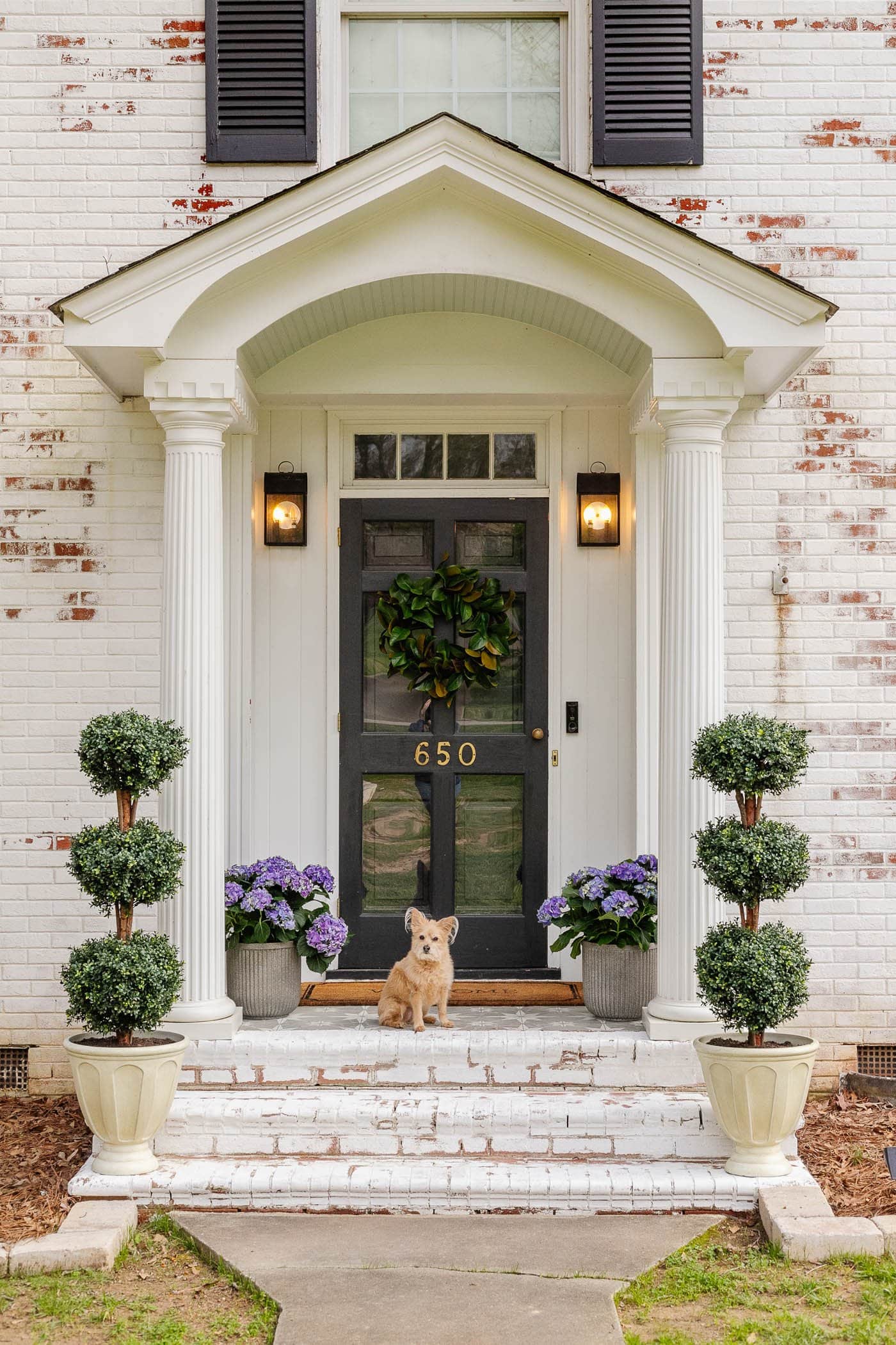 limewashed brick colonial house with boxwood topiaries in urn planters and fluted concrete planters with purple hydrangeas on a small front porch with a dog