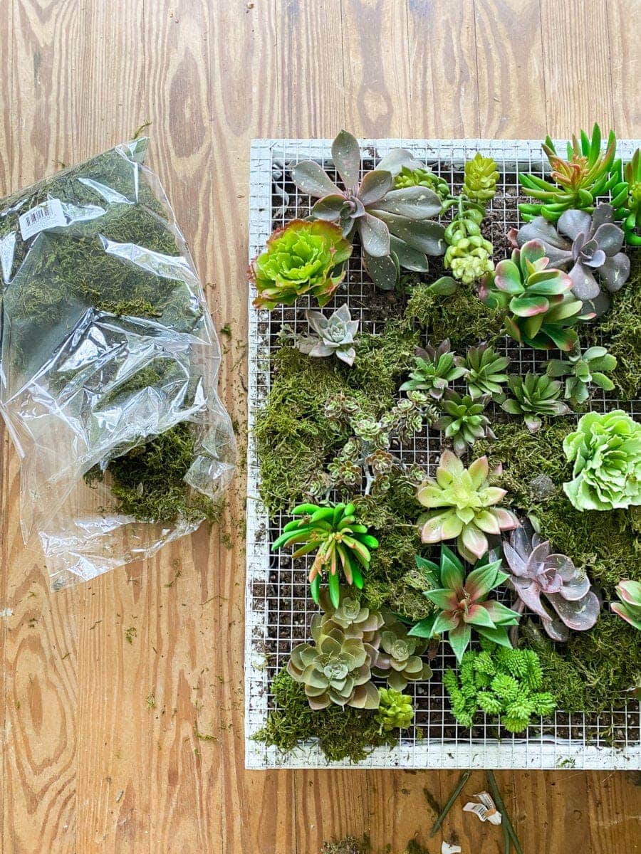 DIY Vertical Wall Planter | How to make a wall planter for either indoors or outdoors using scrap wood, moss, and succulents for the perfect spring or summer gardening project.