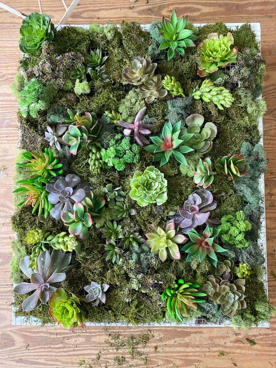 DIY Vertical Wall Planter | How to make a wall planter for either indoors or outdoors using scrap wood, moss, and succulents for the perfect spring or summer gardening project.
