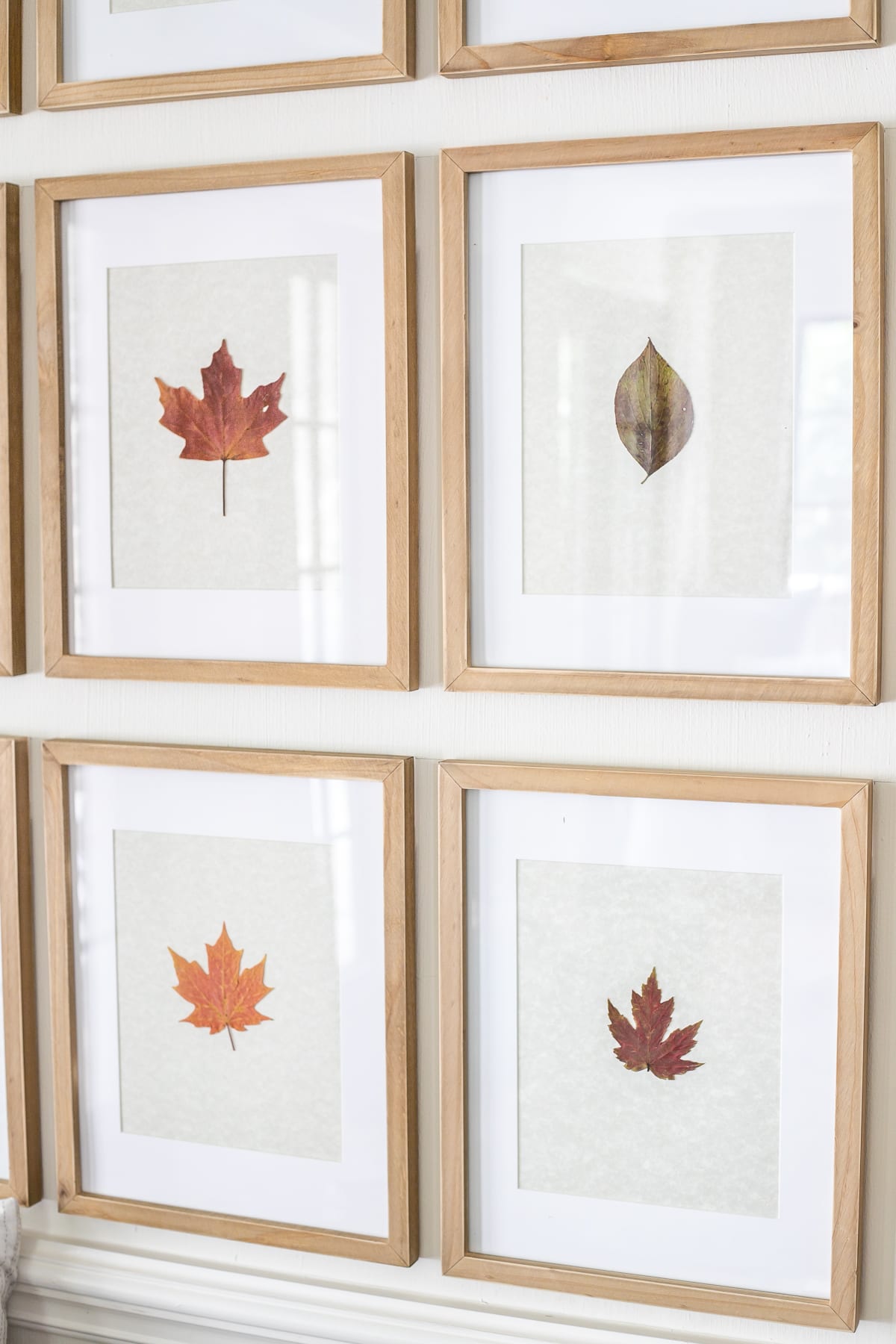 framed pressed fall leaves