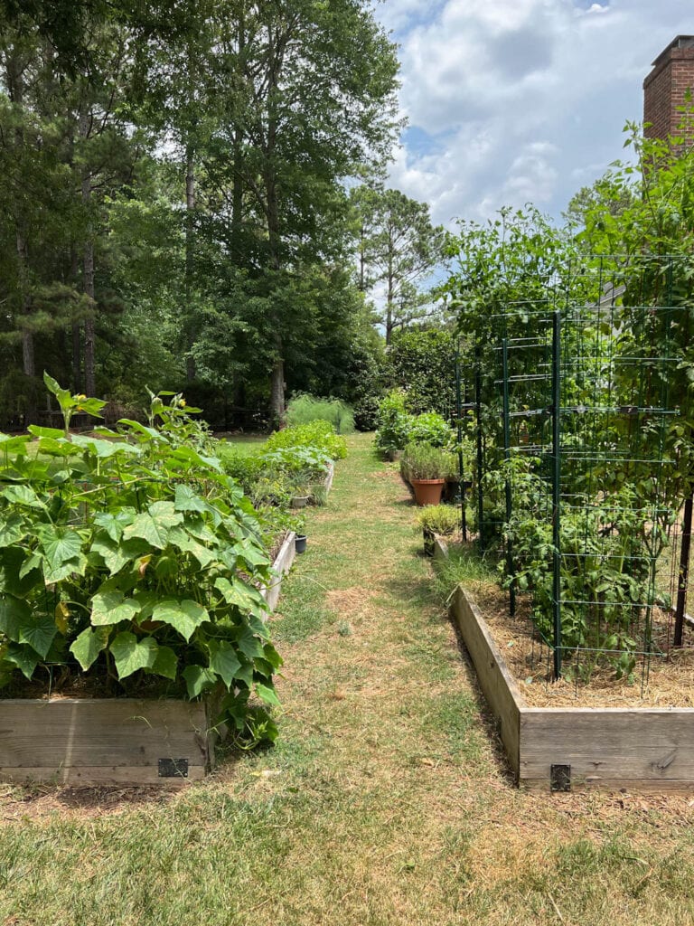 How to Plant a Raised Bed Vegetable Garden with High Yield