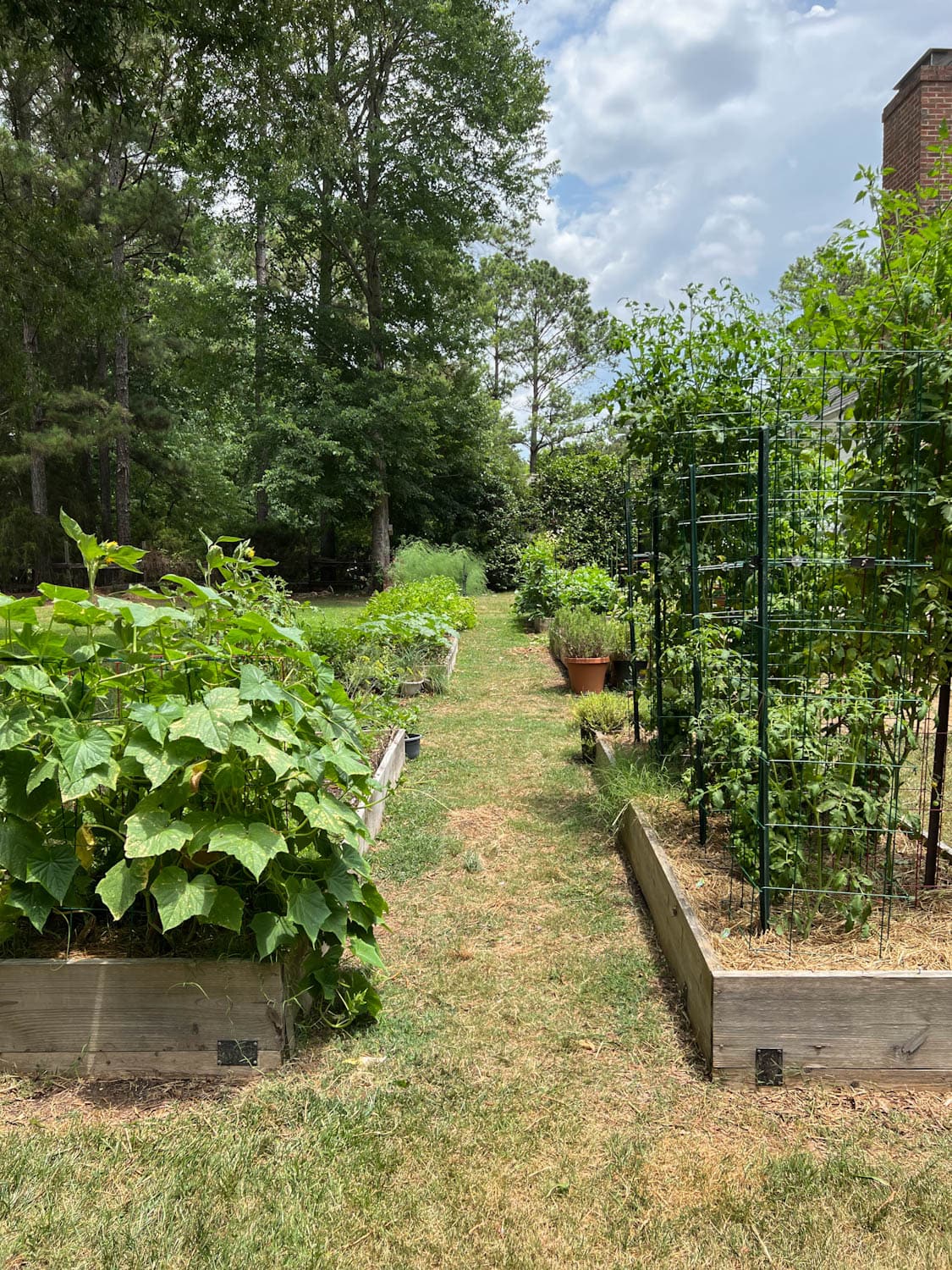 raised bed gardens in a backyard