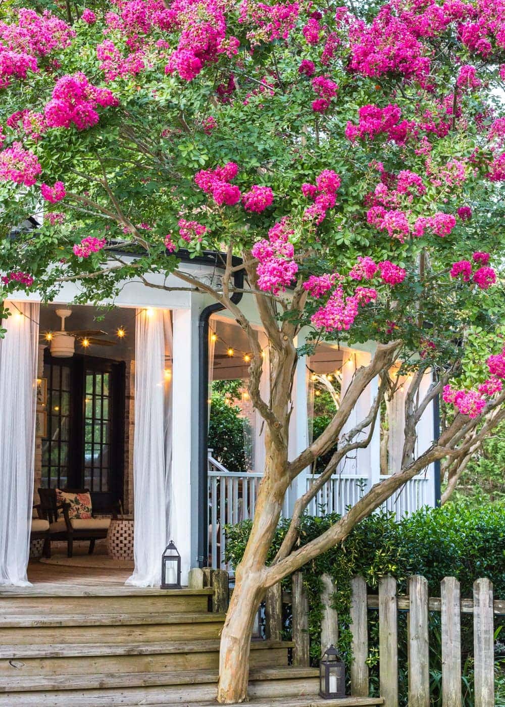 crape myrtle tree growing beside a back porch
