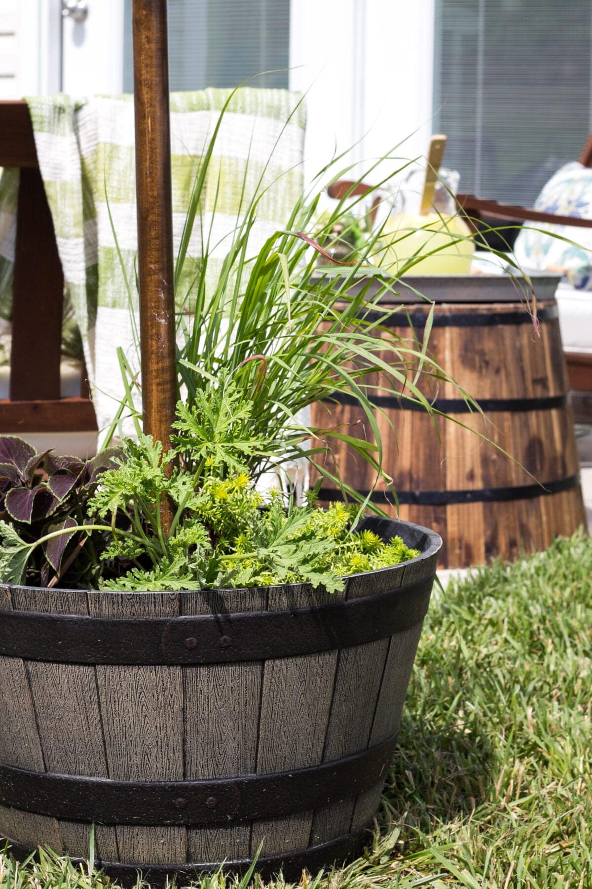 barrel planter with citronella plant